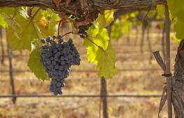 Bodegas Carabal en Alía. Denominación de Origen Ribera del Guadiana.